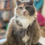 Hazel